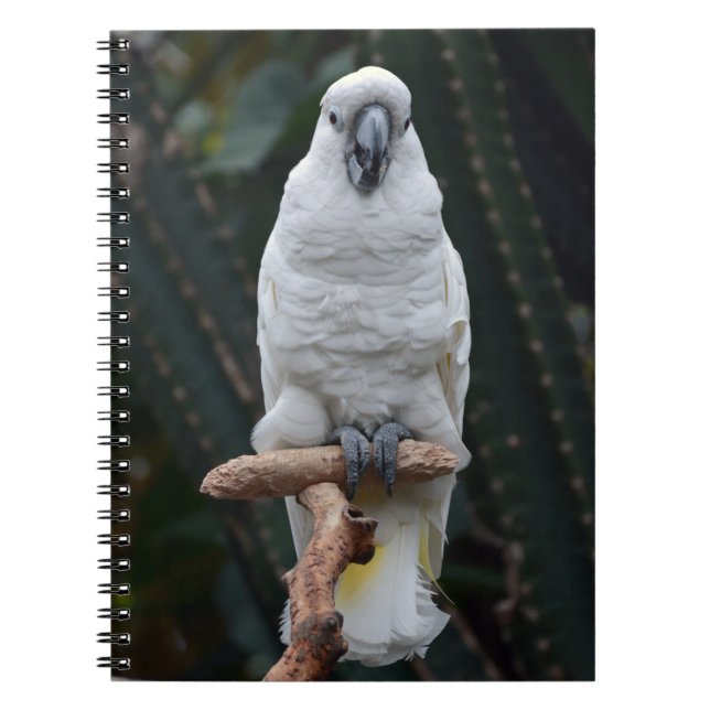 Carnet Belle cacatolie blanche (Devant)