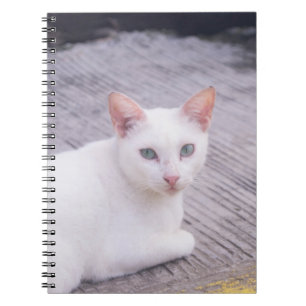 Carnet Belle Chat Blanc