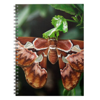Carnet Belle Moth Atlas