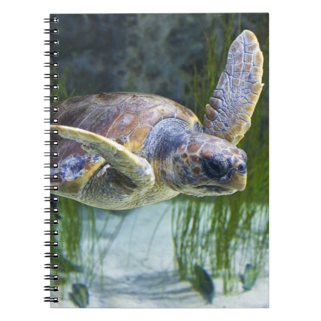Carnet Belle natation de tortue marine (Devant)