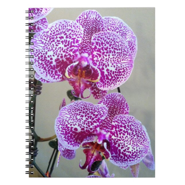Carnet Belle photo violet blanc orchidée gros plan (Devant)