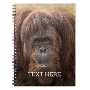 Carnet Belle photographie de Borneo Orangutan