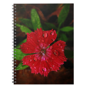 Carnet Belles gouttes de pluie sur la photo rouge de
