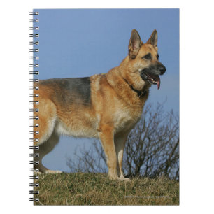 Carnet Berger allemand aux cheveux longs Brown 2