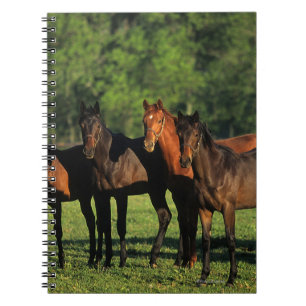 Carnet Bêtes d'un an de pur sang