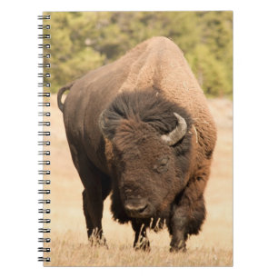 Carnet Bison