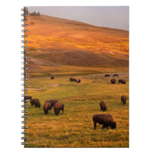 Carnet Bison frôlant sur la colline à la vallée de Hay