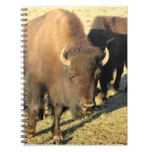 Carnet Bison in Colorado