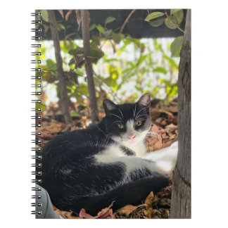 Carnet Black and White cat in a bush
