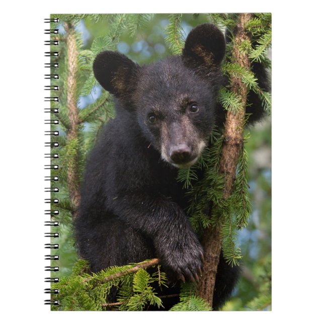 Carnet Black Bear Cub Jouer dans les arbres (Devant)