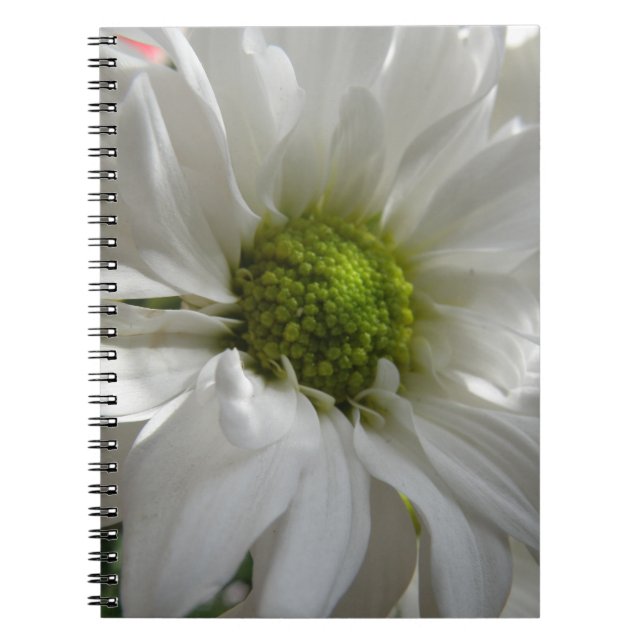 Carnet blanc Chrysanthemum (Devant)