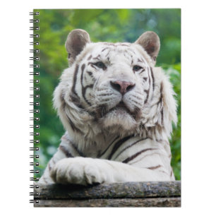 Carnet blanc de tigre