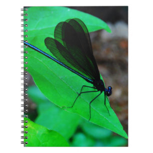 Carnet Blue Damselfly on a green leaf.