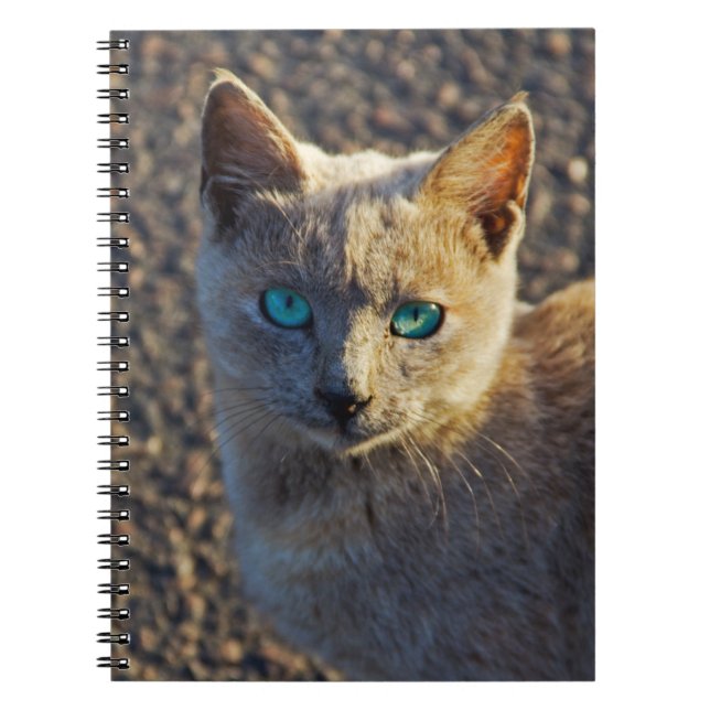 Carnet Blue Eyed (Devant)
