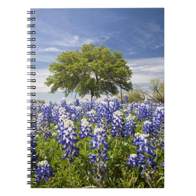 Carnet Bluebonnets du Texas (lupinus texensis) et chêne (Devant)
