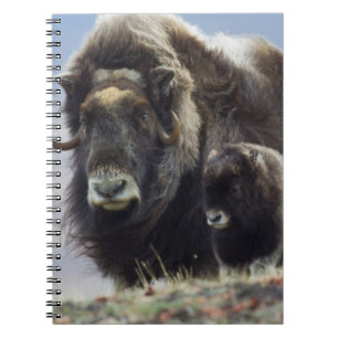 Carnet Boeuf musqué avec veau