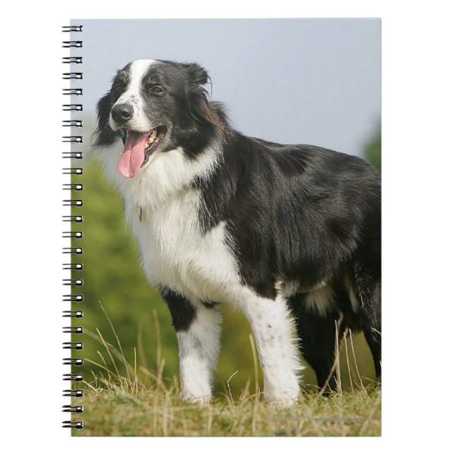 Carnet Border collie haletant la position (Devant)