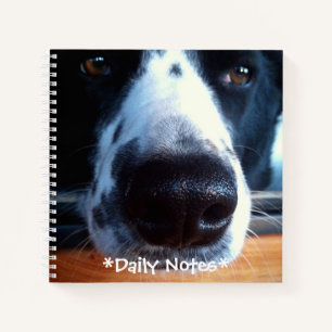 Carnet Border Collie Heeler Mix Dog Boop My Nose