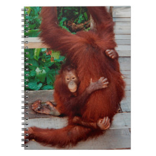Carnet Bornéo orangoutan