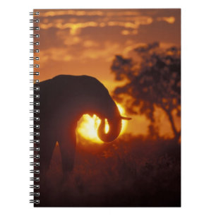 Carnet Botswana, parc national de Chobe, éléphant mâle