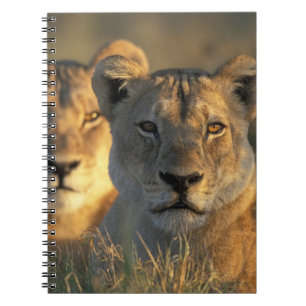 Carnet Botswana, parc national de Chobe, Lionnes