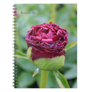 Carnet Bourgogne Peony Bud
