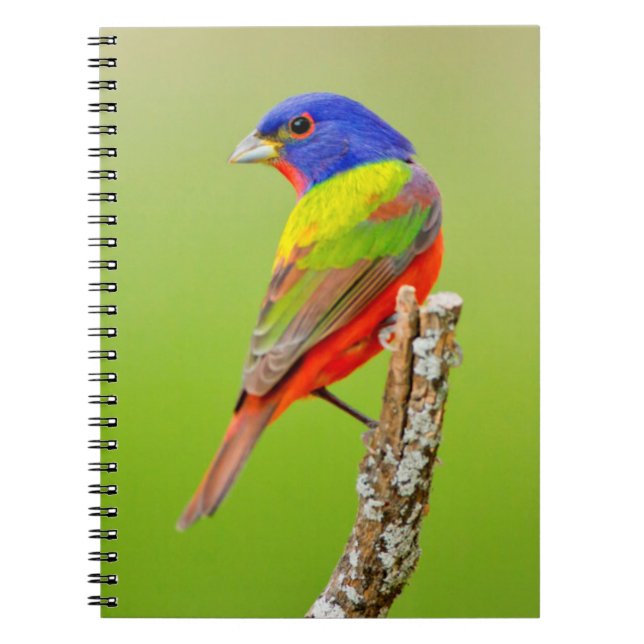 Carnet Bouton peint (Passerina ciris) Homme Perché (Devant)