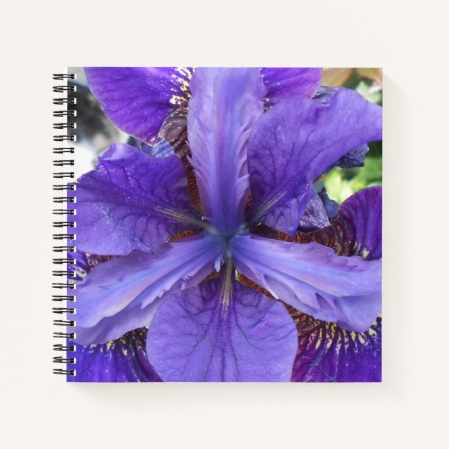 Carnet Brandeis (Devant)