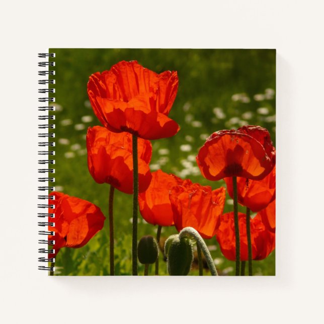 Carnet Bright Red Poppy Field (Devant)