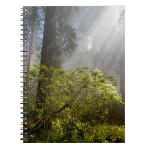 Carnet Brume matinale sur Rhododendron