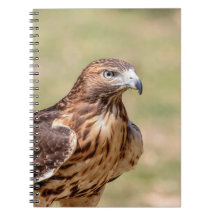 Buse à queue rouge dans la vallée de l'Hudson