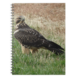 Carnet Buse de Swainson