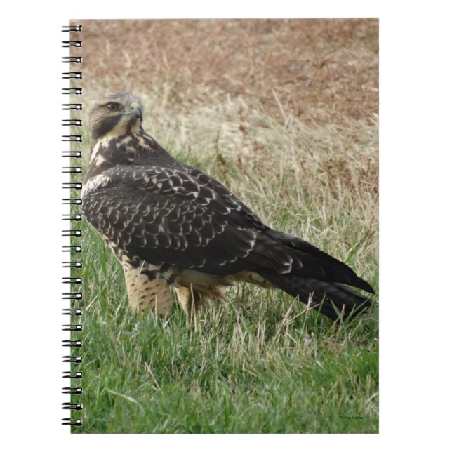 Carnet Buse de Swainson (Devant)