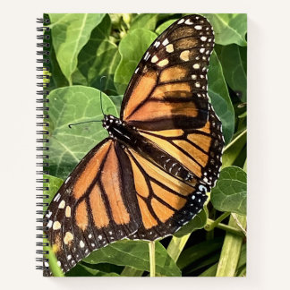 Carnet Butterfly Notebook