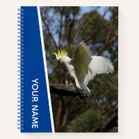 Cacatoès Australie Perroquet Oiseau Ailes, Bleu