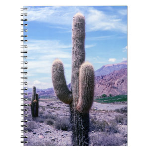 Carnet Cactus dans la province de Jujuy - Nord de l'Argen