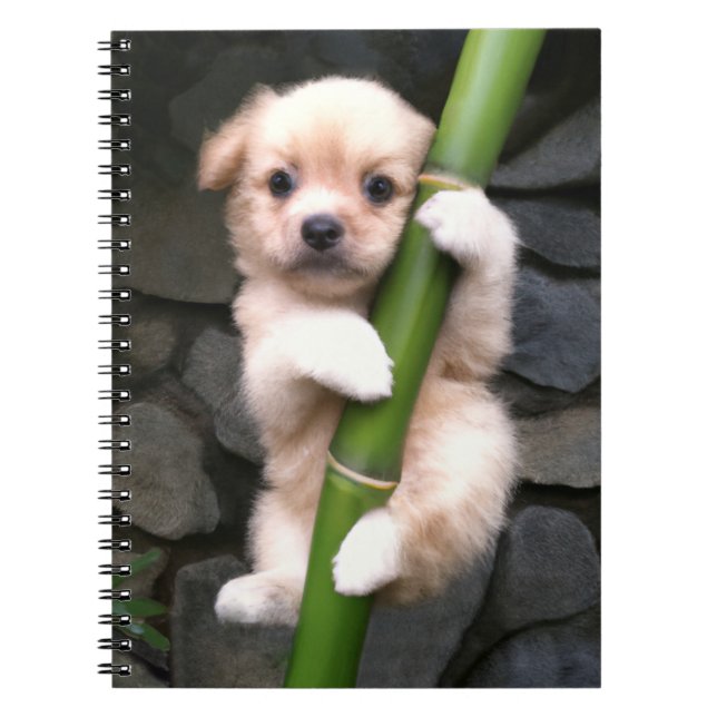 Carnet Caderno Espiral Gaejook 개 죽 이 (Devant)