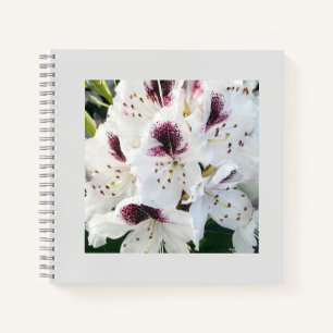 Carnet Calsap Rhododendrons