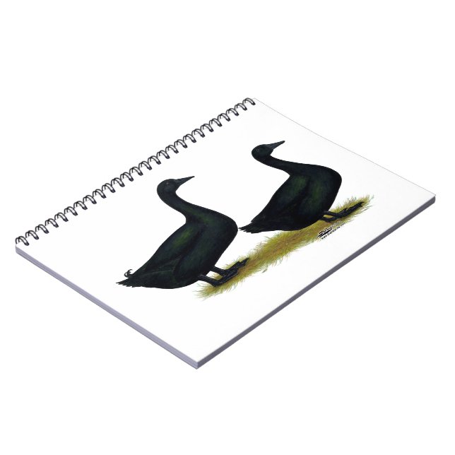 Carnet Canards : Cayugas noirs (Côté gauche)