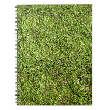 cankweed-377535 cankweed plante aquatique