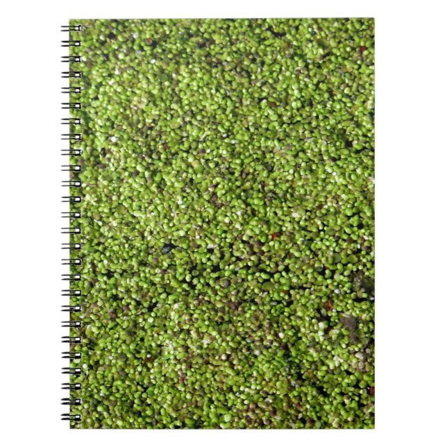 Carnet cankweed-377535 cankweed plante aquatique (Devant)