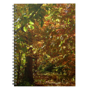 Carnet Canopée de feuilles d'automne II Photographie d'au