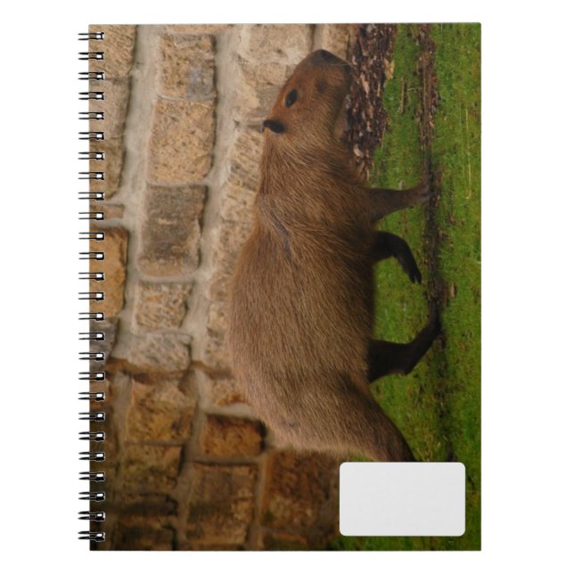 Carnet capybara (Devant)