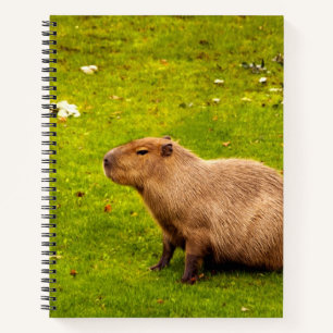 Carnet Capybara
