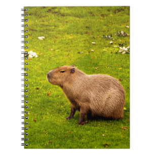 Carnet Capybara