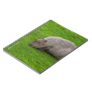 Carnet Capybara Animal Incroyable