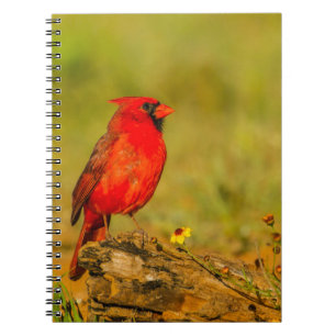 Carnet Cardinal mâle sur une bûche