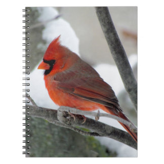 Carnet Cardinal masculin pendant l'hiver