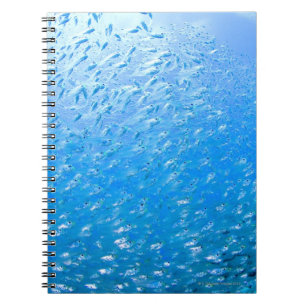 Carnet Cardinalfishes nageant sous l'eau