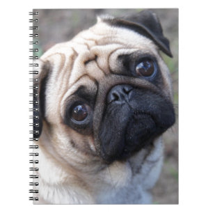 CARNET CARLIN